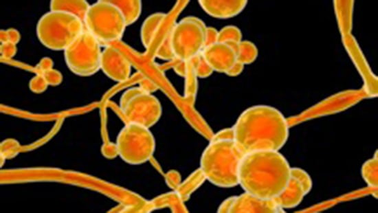 Candida auris (C. auris) is an emerging multidrug-resistant yeast.